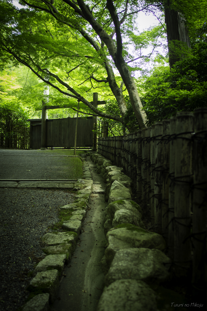 新緑　龍安寺