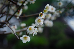 總持寺　白梅香