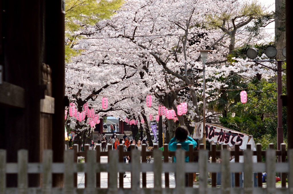 称名寺　春景色二