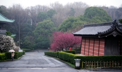 霧雨にけむる總持寺