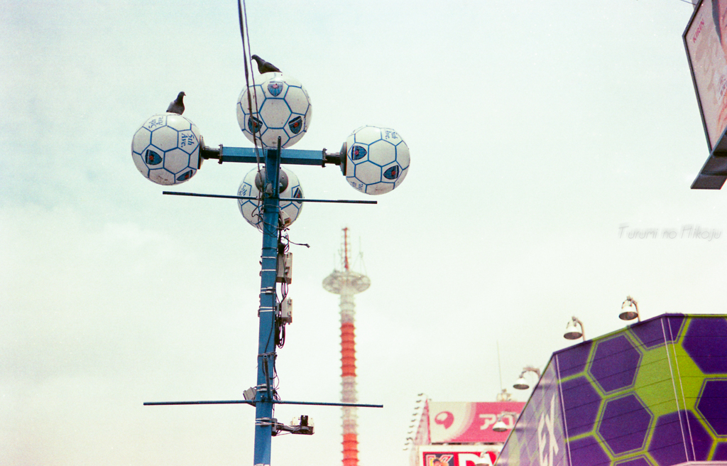 鳩の居場所