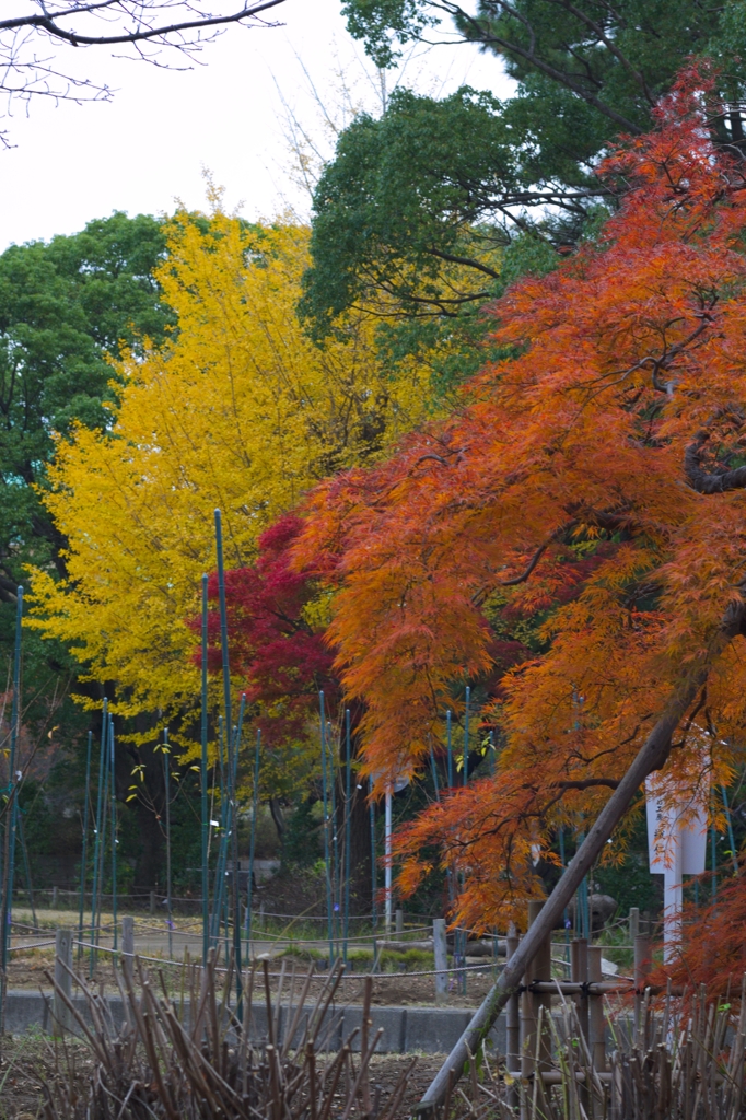 總持寺　晩秋