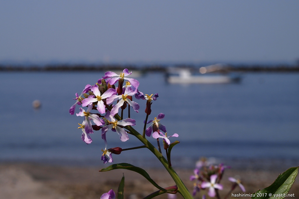 ハマダイコンの花、咲いた？