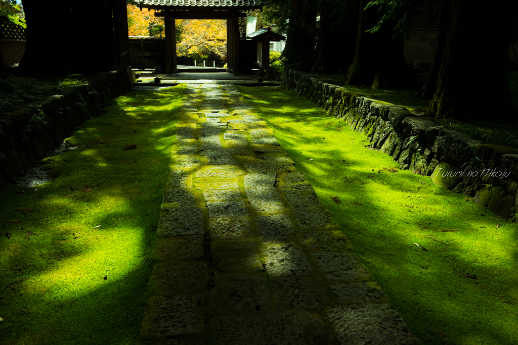 緑の陰影　諏訪 慈雲寺