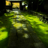 緑の陰影　諏訪 慈雲寺