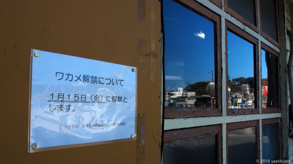 ワカメ記念日