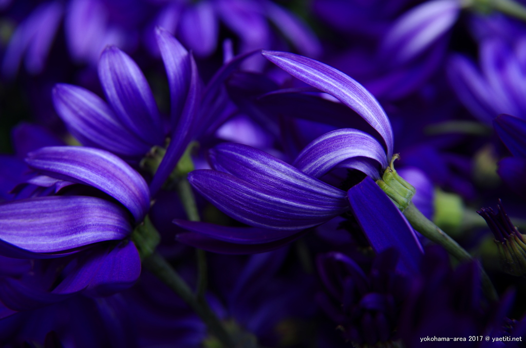 紫の誘惑