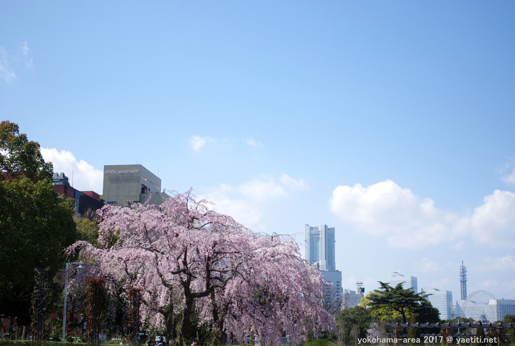 横浜の空　桜色と白い雲と