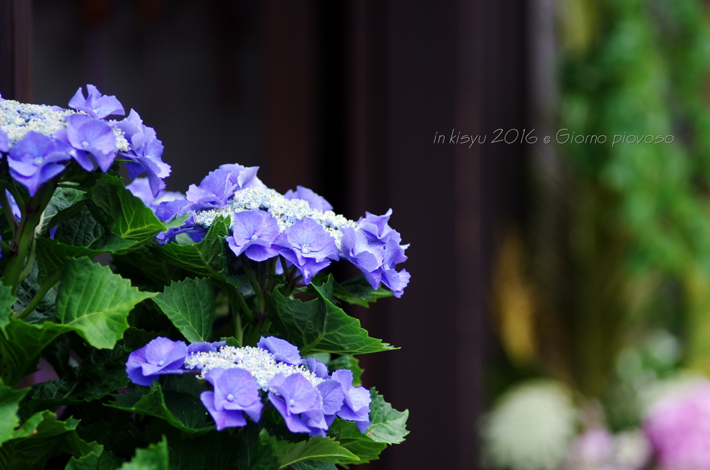 紀州を往く　梅雨