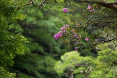 夏の果　成田山