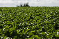 white radish field