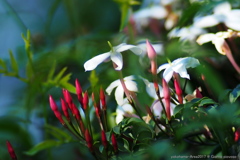 Garden-Necklace 