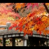 秋の京都を往く