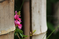 竹垣と萩の花