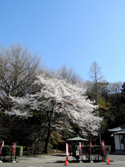 あの子も桜を観てるだろうか