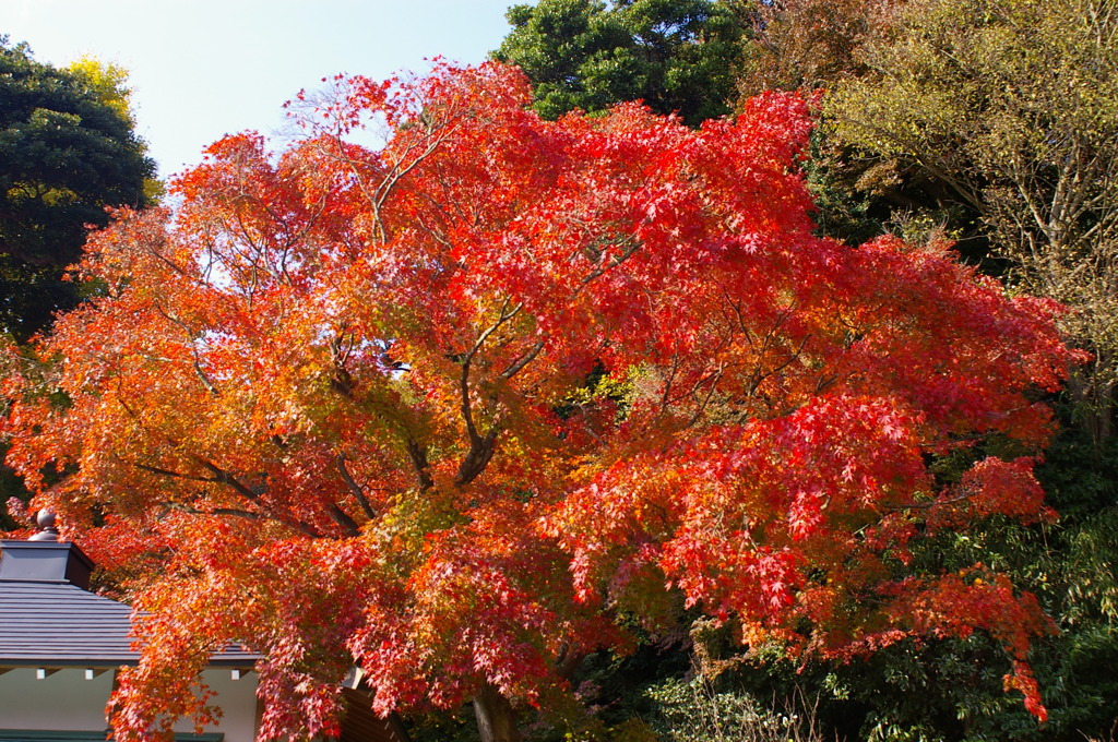 長谷寺の紅葉