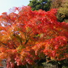 長谷寺の紅葉