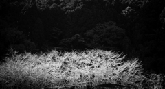 Winter field