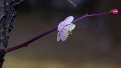 總持寺に桜咲く 2013　