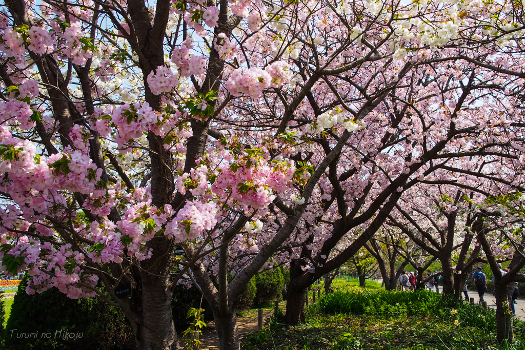 桜　木漏れ日