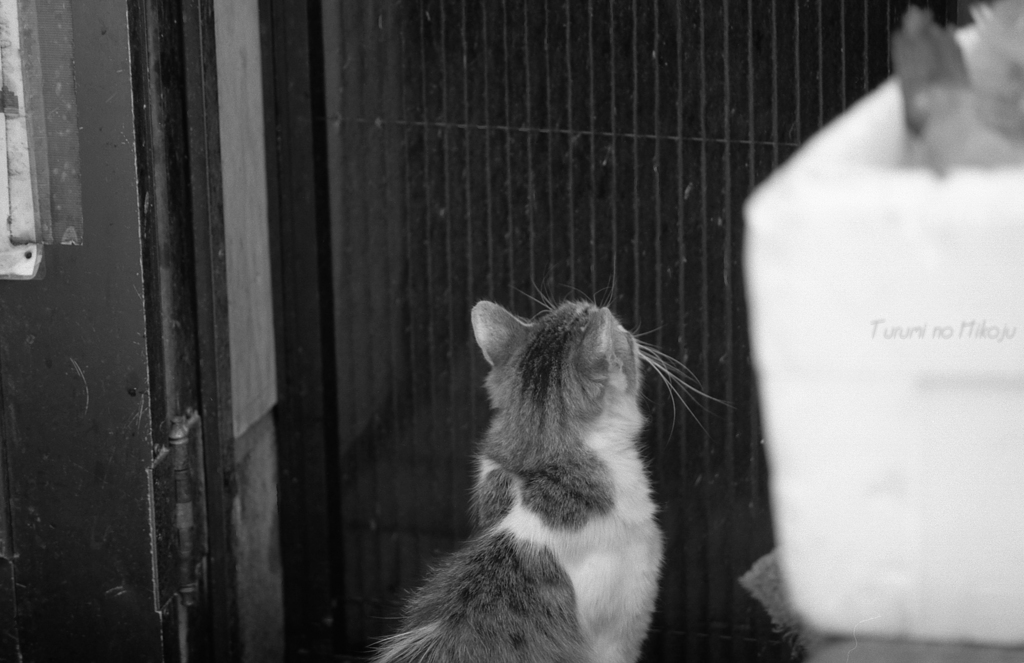 港町　路地を歩けば「猫」に当たる