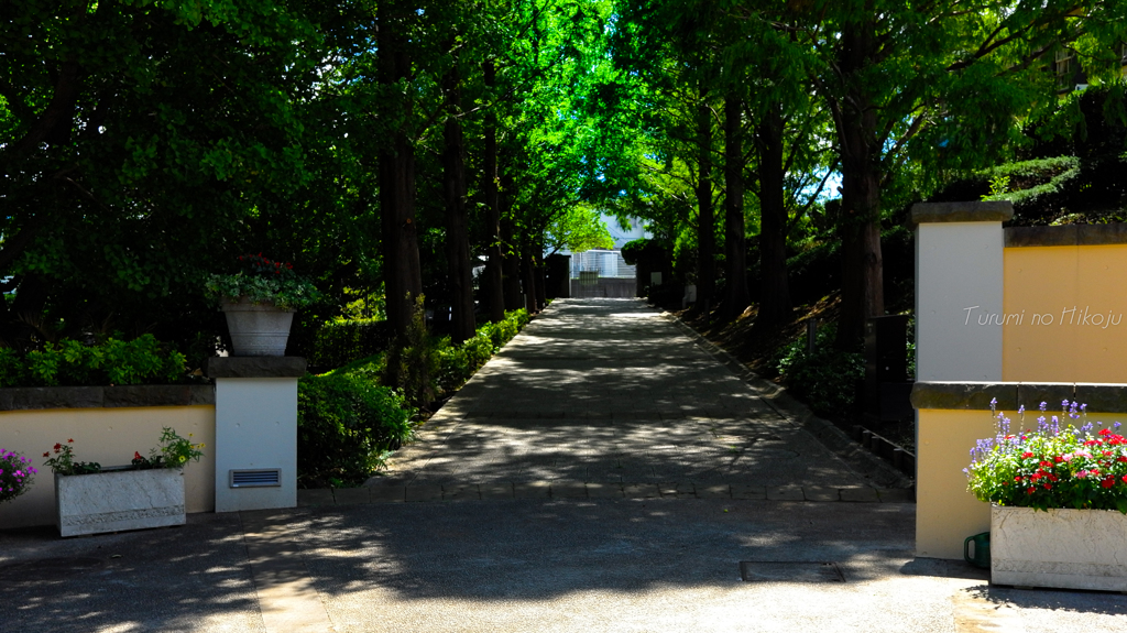 木陰の小路