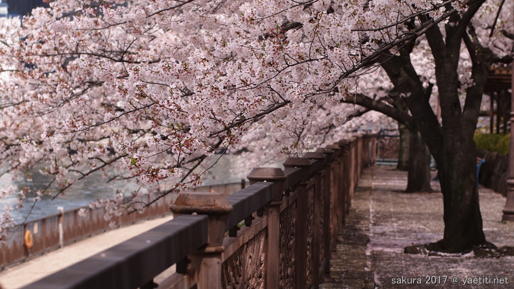 大川端の桜に