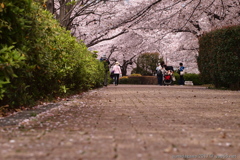 桜の下で