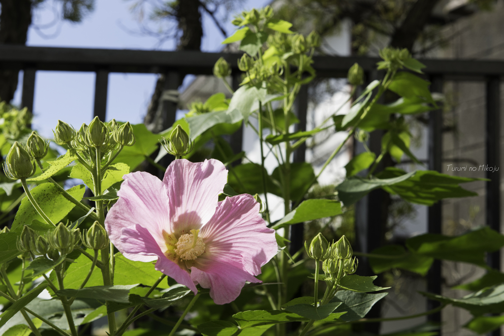 一番花は君に