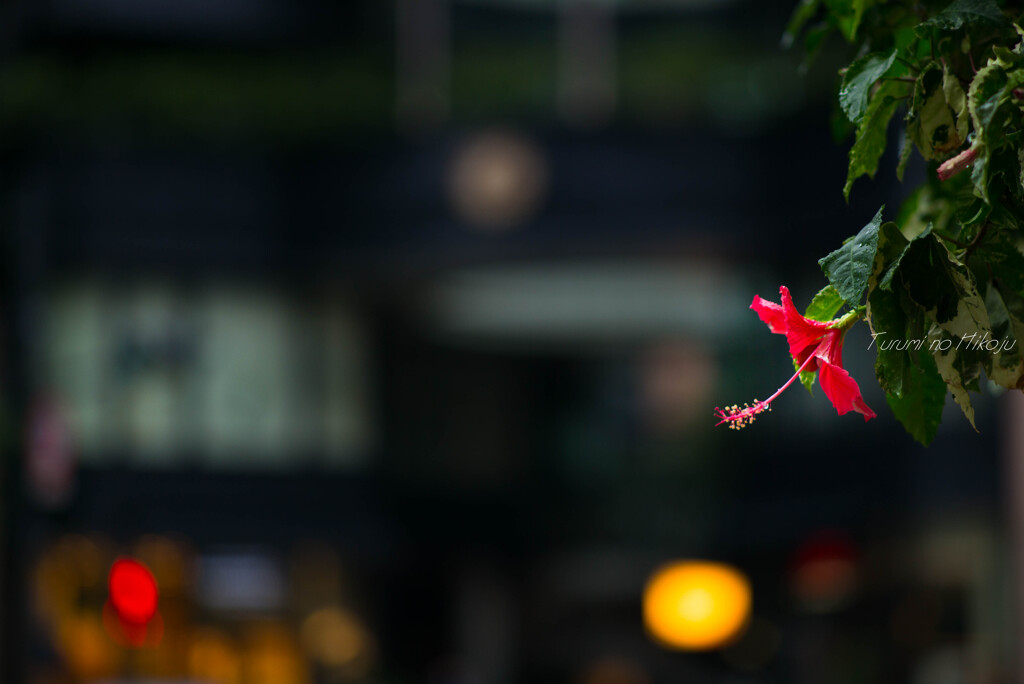 雨の街に咲いて