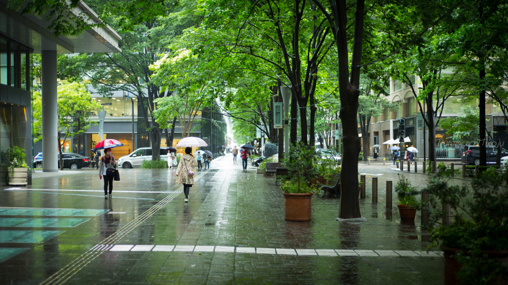 緑と影と雨傘と・・・