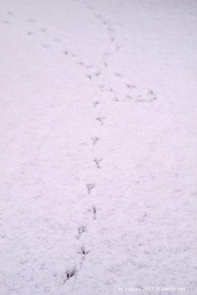 雪中