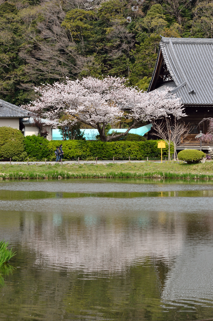 称名寺　春景色一