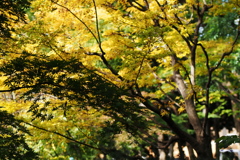 Yokohama 秋の色