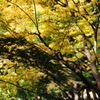Yokohama 秋の色