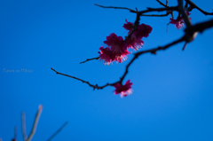 浅草寺　紅梅