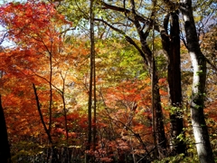 散歩する幸せ