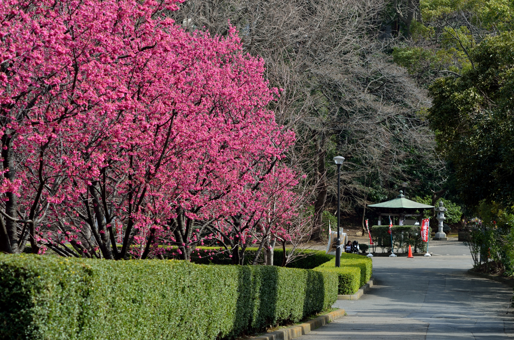總持寺 春景色 04