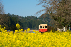 菜の花に浮かぶ