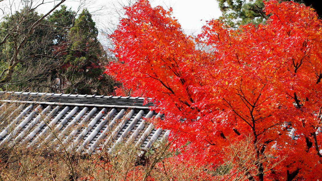 秋色　東福寺