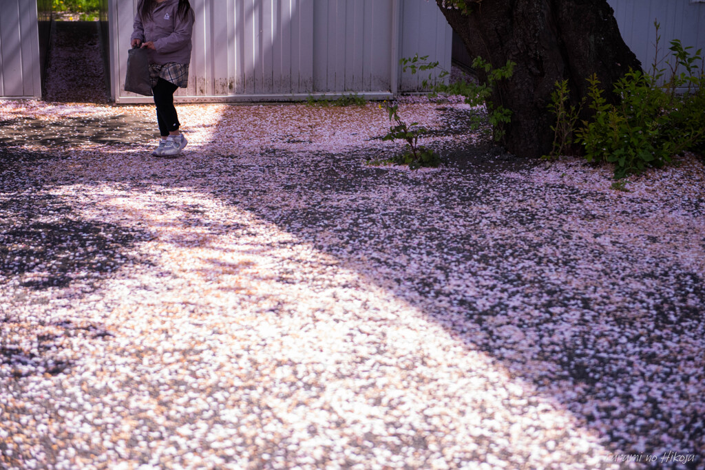 桜色で遊んで
