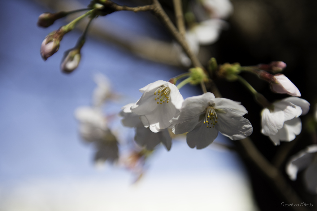 約束の桜