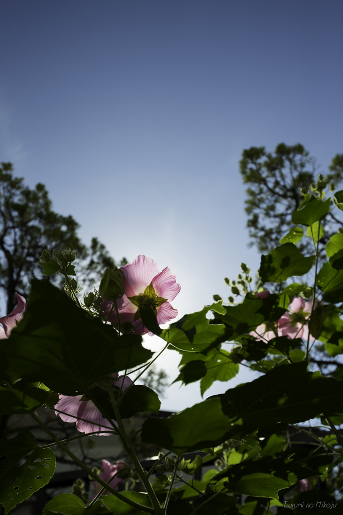 朝日に向かって