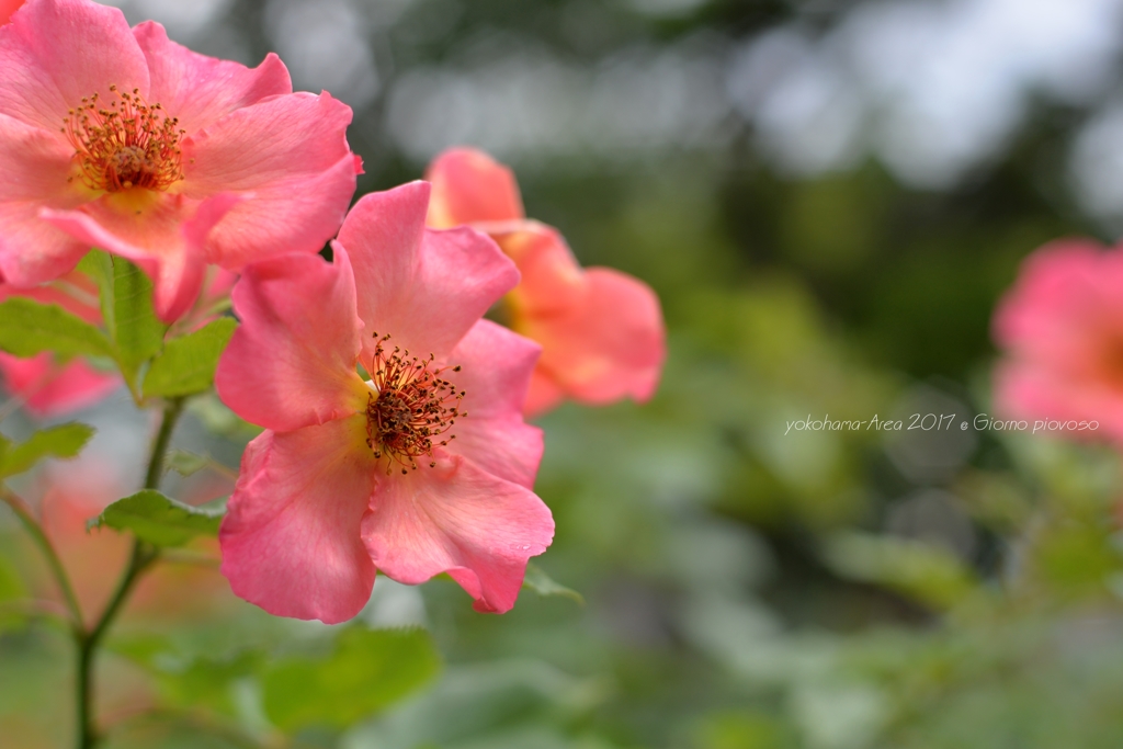 夏の彩