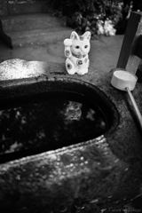 手水に猫