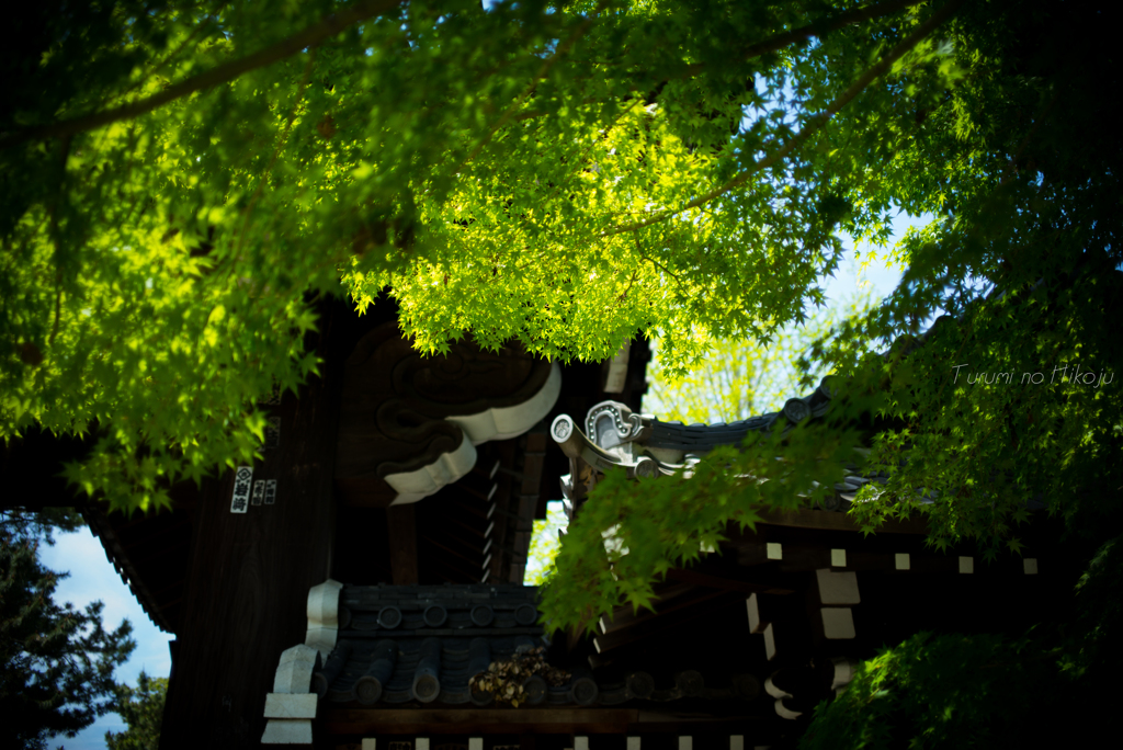 初夏　總持寺