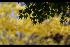 總持寺　秋風景　#07