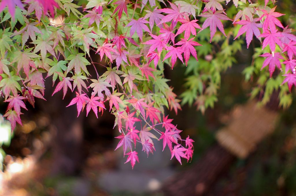 桃色の紅葉