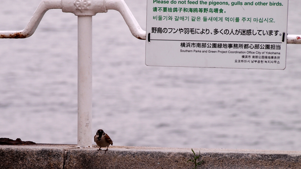 気にするな・・・