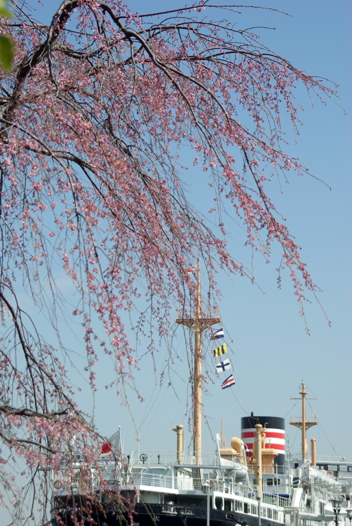桜の咲く港